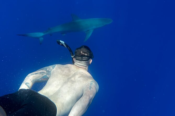Cage-Free Shark Swim from Oahu - Who Will Get the Most From This Experience