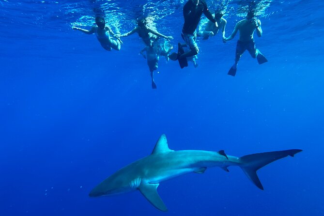 Cage-Free Shark Swim from Oahu - What the Small Group Changes