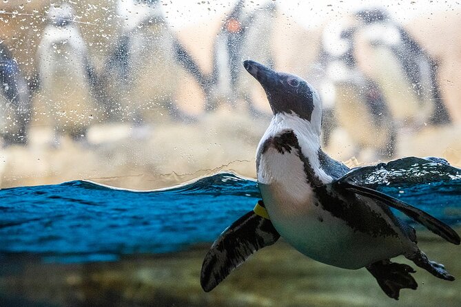 California Academy of Sciences General Admission Ticket - How Long You Need and How to Pace the Visit