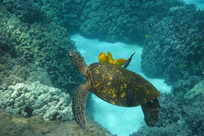 Captain Cook Snorkel Tour with Sea Caves and Lava Tubes - Who should book this tour?