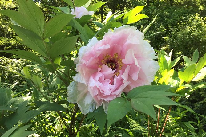 Central Park Guided Walking Tour - How the small group changes the experience