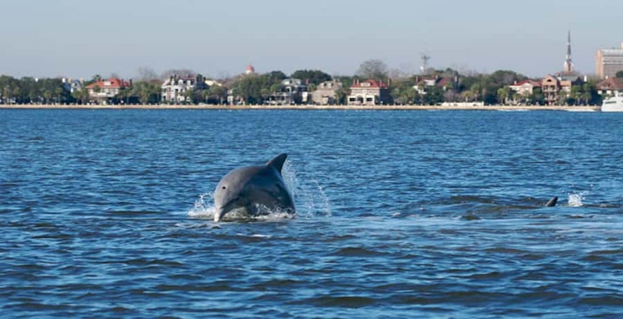 Charleston: Daytime or Sunset Historic Harbor Cruise - Why the harbor is the right place to begin