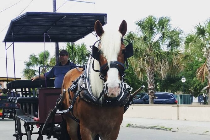 Charleston's Historic Residential Horse and Carriage Tour - Why the carriage pace works