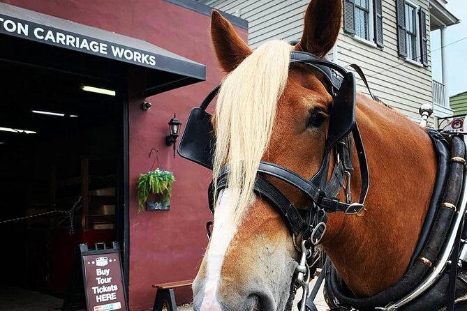 Charleston's Historic Residential Horse and Carriage Tour - Who will enjoy this Charleston carriage ride