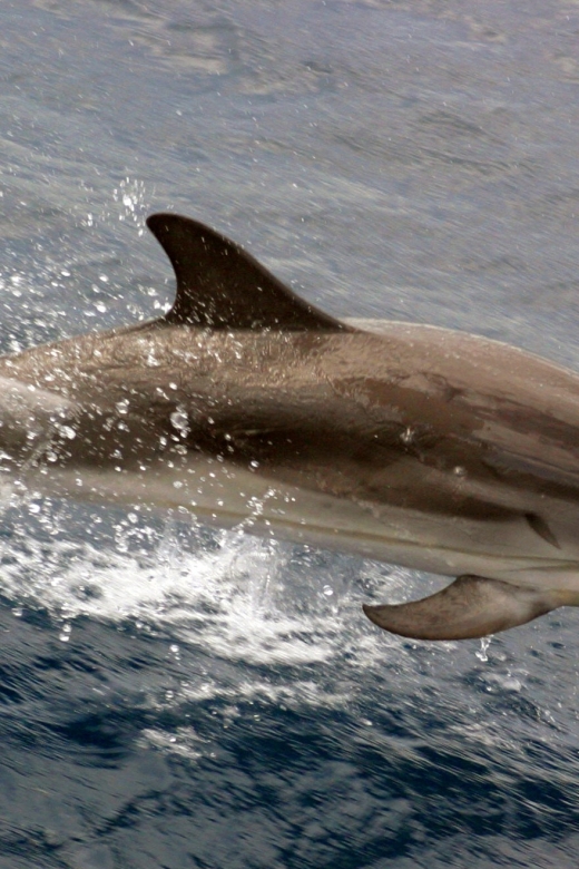 Charleston: Sightseeing Harbor Tour & Dolphin Watch - The first ten minutes across Charleston Harbor