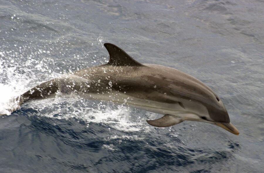 Charleston: Sightseeing Harbor Tour & Dolphin Watch - Patriots Point or Aquarium Wharf?