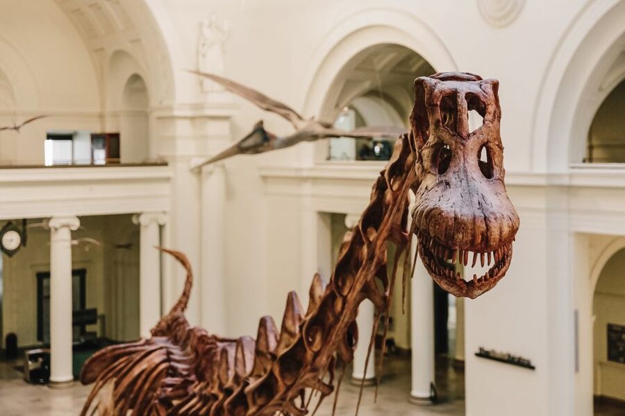 Chicago CityPASS®: Save up to 49% at 5 Top Attractions - Field Museum and the long afternoon with Sue