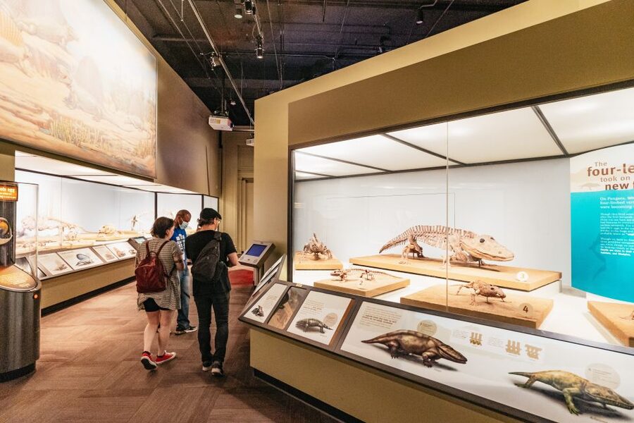 Chicago: Field Museum of Natural History Ticket or VIP Tour - How to plan your one day inside