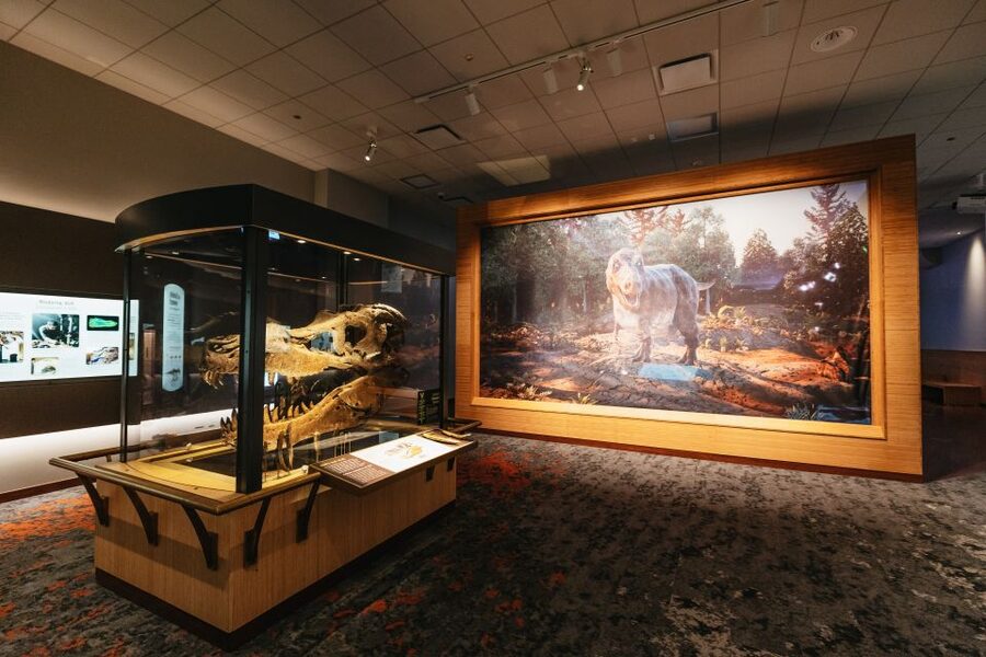 Chicago: Field Museum of Natural History Ticket or VIP Tour - Science below ground and displays of color