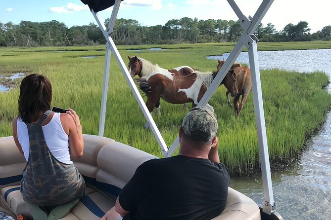 Chincoteague's Up The Bay Pony and Wildlife Tour by Boat - Key details before you book