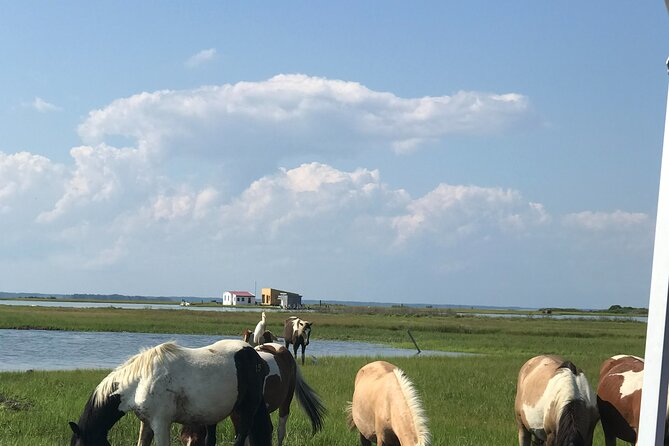 Chincoteague's Up The Bay Pony and Wildlife Tour by Boat - Why this small boat ride works so well