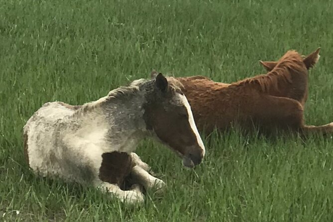 Chincoteague's Up The Bay Pony and Wildlife Tour by Boat - Choosing between morning and sunset