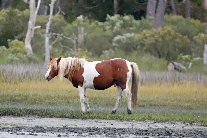 Chincoteague's Up The Bay Pony and Wildlife Tour by Boat - Is $75 a fair price?
