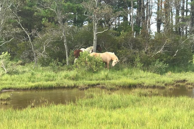 Chincoteague's Up The Bay Pony and Wildlife Tour by Boat - Families, older adults, and access