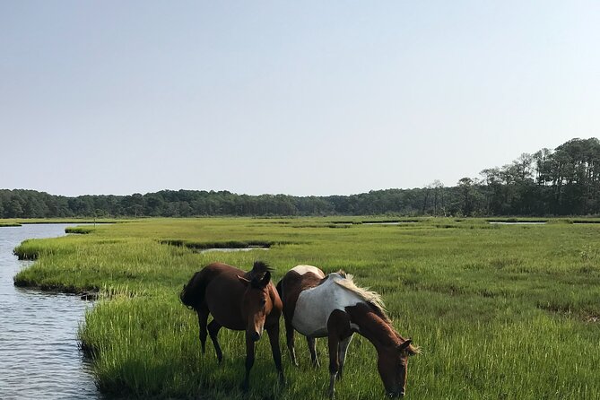 Chincoteague's Up The Bay Pony and Wildlife Tour by Boat - Meeting Captain Mike at Chincoteague Harbor