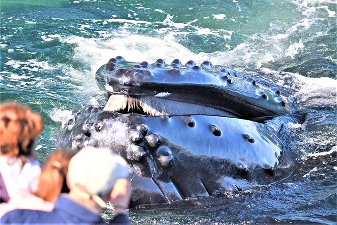 City Cruises Boston Whale Watching Cruise by High-Speed Boat - Key points to know before you book