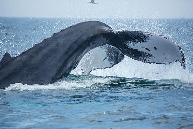 City Cruises Boston Whale Watching Cruise by High-Speed Boat - From Long Wharf to open Massachusetts Bay