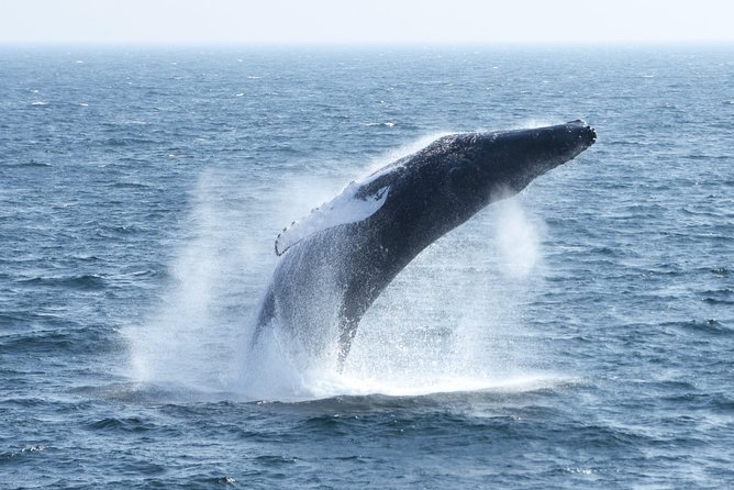 City Cruises Boston Whale Watching Cruise by High-Speed Boat - A realistic look at the 3.5-hour schedule