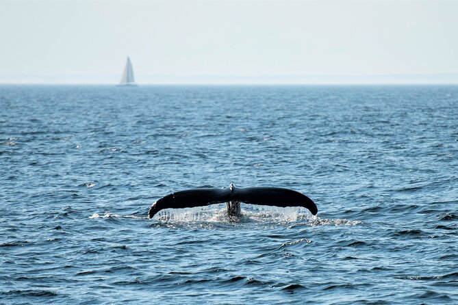 City Cruises Boston Whale Watching Cruise by High-Speed Boat - What wildlife you might see