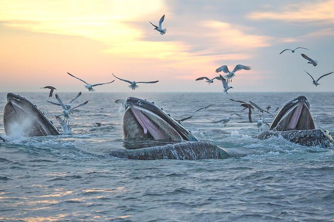 City Cruises Boston Whale Watching Cruise by High-Speed Boat - Is $85.56 a fair price?