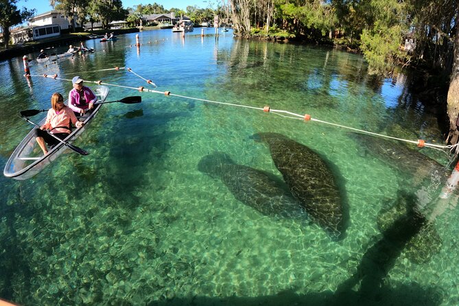 Clear Kayak Manatee Ecotour of Crystal River - Key points to know before you book