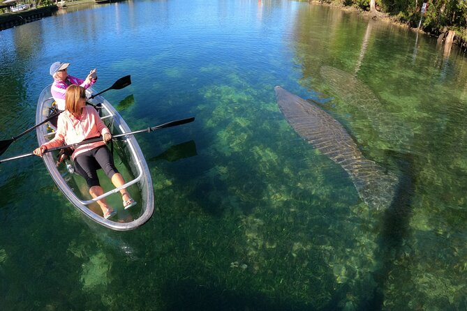Clear Kayak Manatee Ecotour of Crystal River - Manatee watching with space and patience