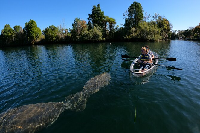 Clear Kayak Manatee Ecotour of Crystal River - How the water and crowds can change your day