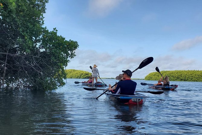 Clear Kayak Tour of Shell Key Preserve and Tampa Bay Area - Why the clear kayak changes the experience