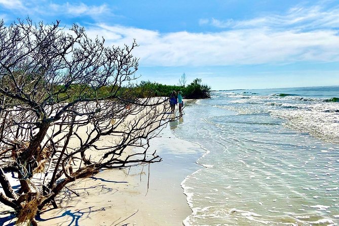 Clear Kayak Tour of Shell Key Preserve and Tampa Bay Area - Wildlife is the real prize, with seasonal surprises