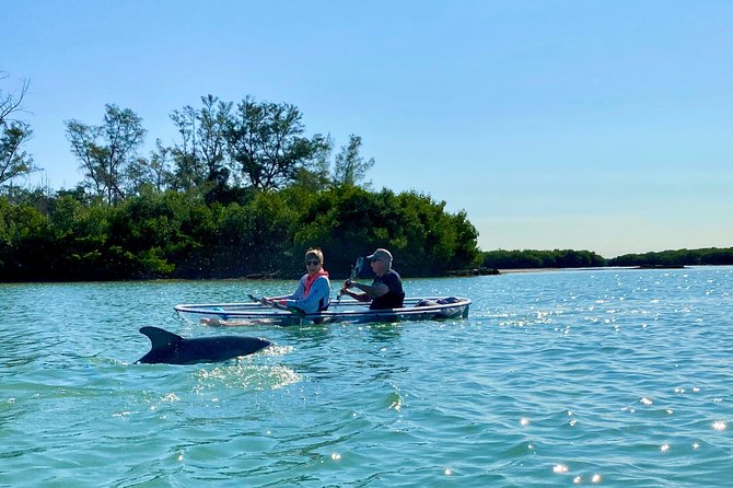 Clear Kayak Tour of Shell Key Preserve and Tampa Bay Area - Is $79 a fair price?