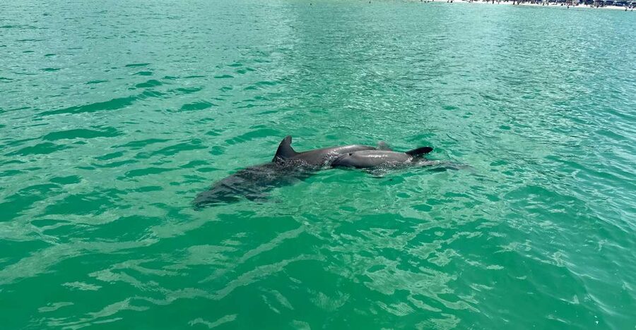Clearwater Beach: Dolphin & Island Sandbar Cruise - Getting to the Fins Up Clearwater meeting point