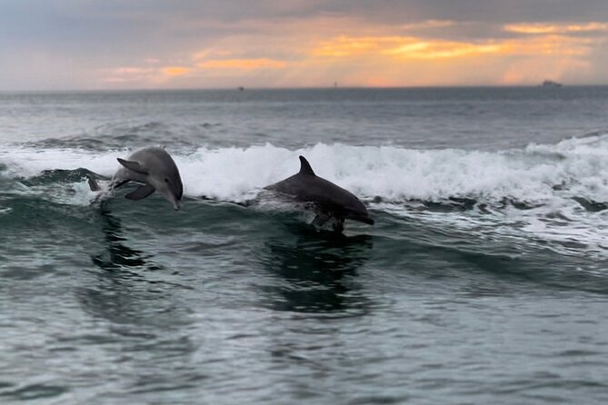 Clearwater Encounters with Dolphins Tour - Clearwater dolphins and Compass Island at a glance