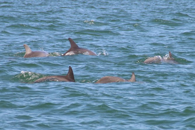 Clearwater Encounters with Dolphins Tour - Compass Island is small, simple, and tide-dependent