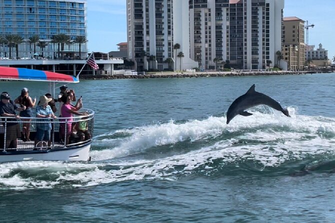Clearwater Encounters with Dolphins Tour - Wildlife sightings are exciting because they are not staged