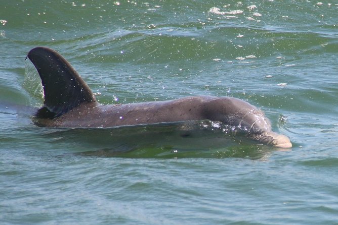 Clearwater Encounters with Dolphins Tour - The crew adds value to a basic boat trip