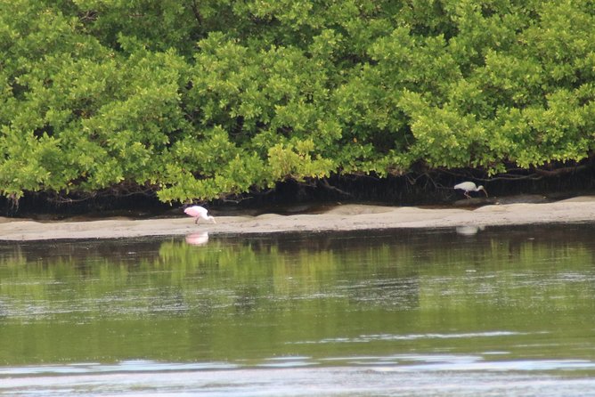 Clearwater Encounters with Dolphins Tour - Is $35.67 a good value?