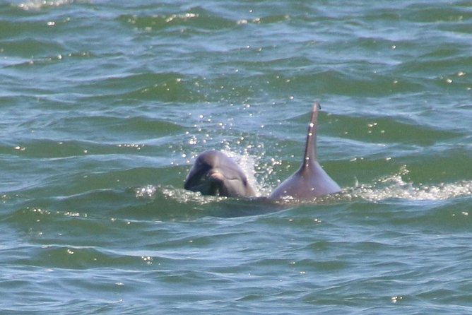 Clearwater Encounters with Dolphins Tour - Timing, weather, and comfort on the water