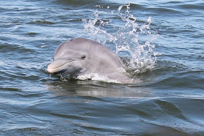 Cocoa Beach Dolphin and Wildlife Tour - Key points to know before booking