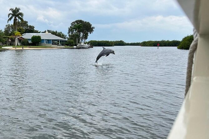 Cocoa Beach Dolphin and Wildlife Tour - Mangroves and birds add substance to the ride