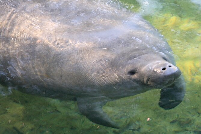 Cocoa Beach Dolphin and Wildlife Tour - Comfort, access, and group size