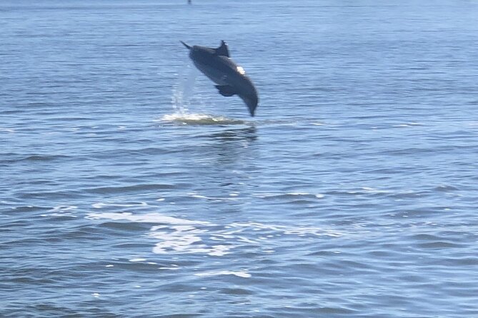 Cocoa Beach Dolphin and Wildlife Tour - Is $47.50 a good value?