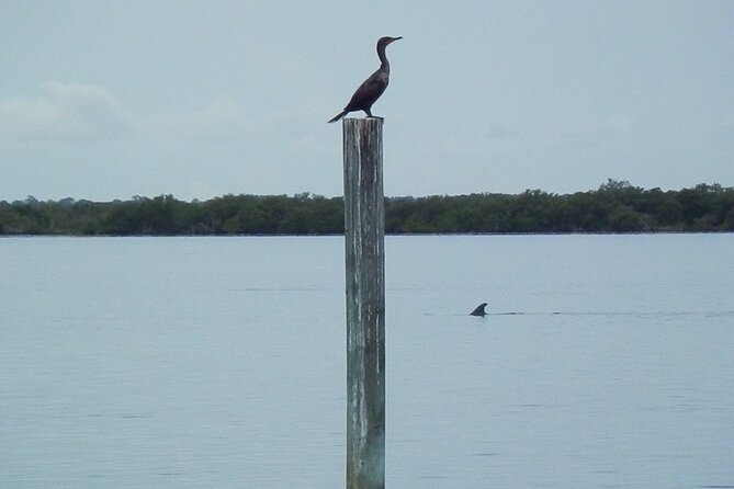 Cocoa Beach Dolphin and Wildlife Tour - Who should book this Cocoa Beach cruise?