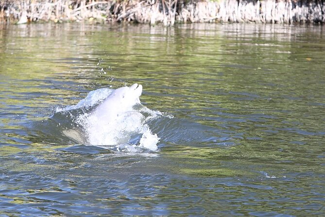 Cocoa Beach Dolphin and Wildlife Tour - Dolphins, manatees, and the luck factor