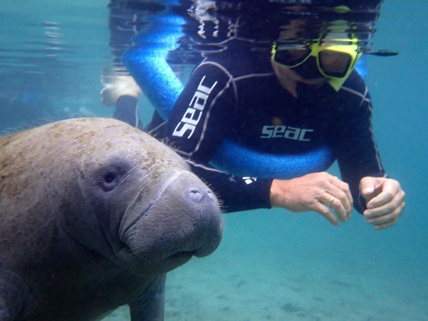 Crystal River: Manatee Snorkel Tour w/ In-Water Photographer - Why Crystal River is such a special place for manatees