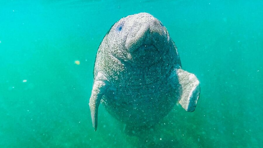 Crystal River: Manatee Snorkel Tour w/ In-Water Photographer - Is $87 a fair price?