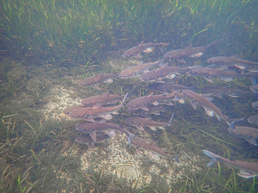 Crystal River: Manatee Swim Group Tour - Why a Manatee Swim in Crystal River Feels So Special