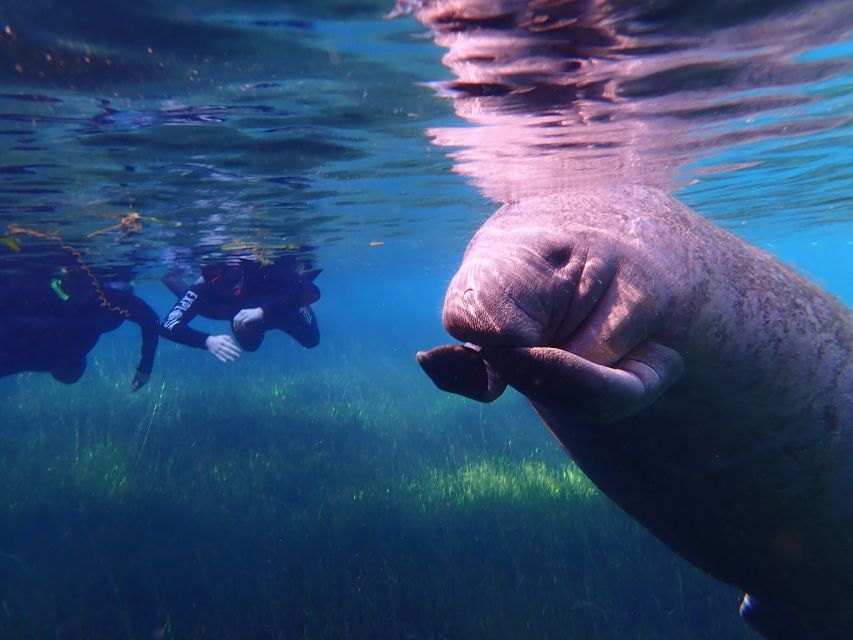 Crystal River: Manatee Swim Group Tour - From the Downtown Mural to the Water