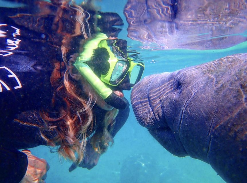 Crystal River: Manatee Swim Group Tour - Snorkeling in Kings Bay, One Gentle Giant at a Time
