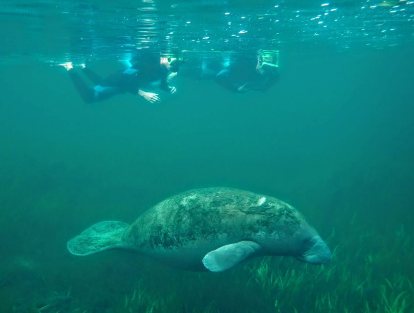 Crystal River: Manatee Swim Group Tour - Why the Guide Matters More Than the Boat