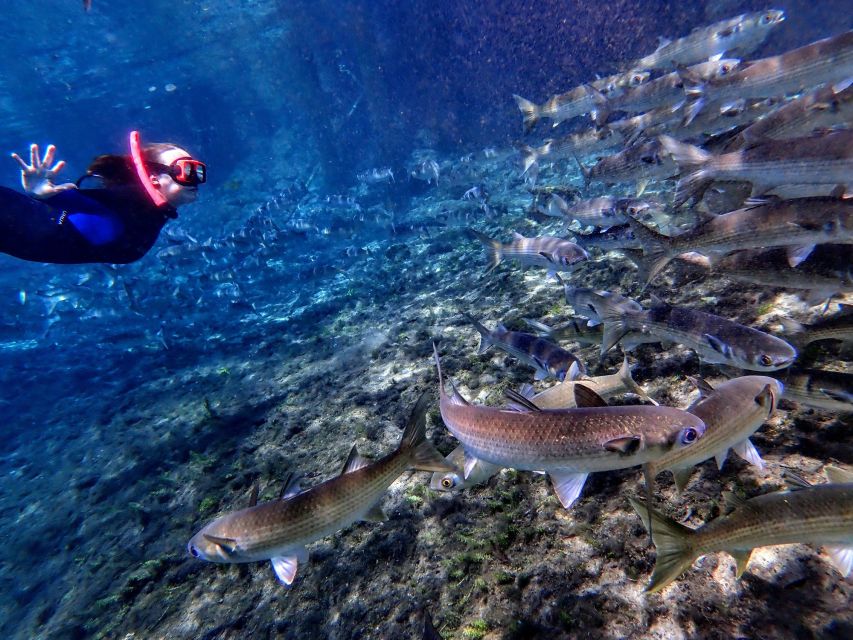 Crystal River: Manatee Swim Group Tour - Photos, Warm Drinks, and the End of the Trip
